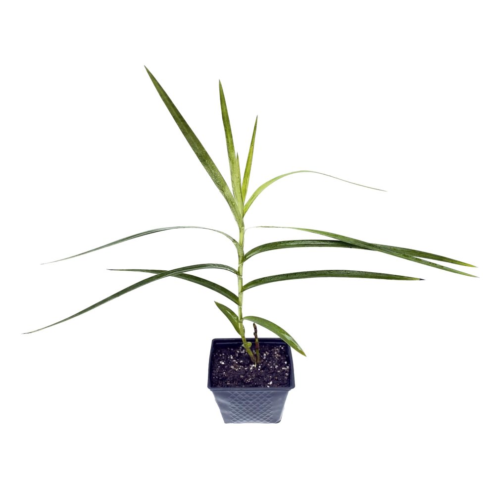 Bamboo Orchid (Arundina graminifolia) Live Tropical Flowering Plant | Rare Exotic Orchid for Indoors & Outdoors (No Pot)