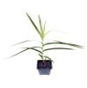 Bamboo Orchid (Arundina graminifolia) Live Tropical Flowering Plant | Rare Exotic Orchid for Indoors & Outdoors (No Pot) view 1
