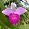 Bamboo Orchid (Arundina graminifolia) Live Tropical Flowering Plant | Rare Exotic Orchid for Indoors & Outdoors (No Pot) view 2