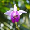 Bamboo Orchid (Arundina graminifolia) Live Tropical Flowering Plant | Rare Exotic Orchid for Indoors & Outdoors (No Pot) view 3