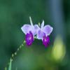 Bamboo Orchid (Arundina graminifolia) Live Tropical Flowering Plant | Rare Exotic Orchid for Indoors & Outdoors (No Pot) view 4