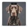 Dalmatian Digital Bathroom Scale for Body Weight Weighing Scale with Backlit LCD Display High Precision Measurements & Measures Weight Up to 180kg view 1