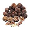 Black Walnuts in Shell - 1 lb Wild - Foraged Indiana Walnuts Whole Uunshelled Nuts for Baking, Snacking, Crafts & Outdoor Wildlife view 1
