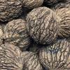 Black Walnuts in Shell - 1 lb Wild - Foraged Indiana Walnuts Whole Uunshelled Nuts for Baking, Snacking, Crafts & Outdoor Wildlife view 2