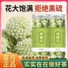 100% Natural Chinese Traditional tea 536/50g/ view 2