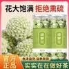 100% Natural Chinese Traditional tea 536/50g/ view 3
