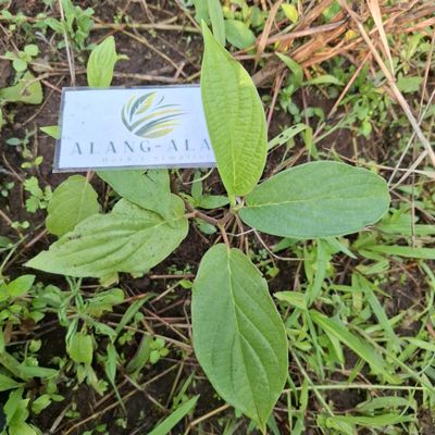 Sirih hutan (Piper aduncum) spiked pepper Dried Leaves (80 gram)