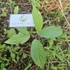 Sirih hutan (Piper aduncum) spiked pepper Dried Leaves (80 gram) view 1