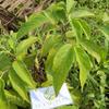 Sirih hutan (Piper aduncum) spiked pepper Dried Leaves (80 gram) view 2