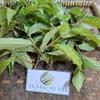 Sirih hutan (Piper aduncum) spiked pepper Dried Leaves (80 gram) view 3