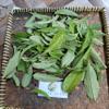 Sirih hutan (Piper aduncum) spiked pepper Dried Leaves (80 gram) view 4