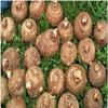 Fresh Taro Root, Small Size, 10 Lbs, Starchy Vegetable for Cooking by Greenhouse PCA view 2
