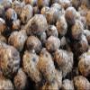Fresh Taro Root, Small Size, 10 Lbs, Starchy Vegetable for Cooking by Greenhouse PCA view 3