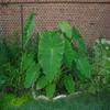 Fresh Taro Root, Small Size, 10 Lbs, Starchy Vegetable for Cooking by Greenhouse PCA view 4