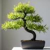 Black Willow Bonsai Tree Cutting to Grow - Dark Branches - Fast Growth, Good for Training - Easy-to-Root for Beginners & Experts, Indoor or Outdoor Planting - Gift for Plant Lovers view 1