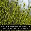 Black Willow Bonsai Tree Cutting to Grow - Dark Branches - Fast Growth, Good for Training - Easy-to-Root for Beginners & Experts, Indoor or Outdoor Planting - Gift for Plant Lovers view 2