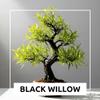 Black Willow Bonsai Tree Cutting to Grow - Dark Branches - Fast Growth, Good for Training - Easy-to-Root for Beginners & Experts, Indoor or Outdoor Planting - Gift for Plant Lovers view 4