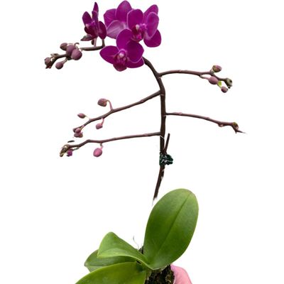4 Pack Orchid 'Purple Fucshia Phalaenopsis' in 5in Pot - Live Tropical Houseplant - Easy to Grow | Variegated | USA Growers | The Snobby Leaf