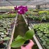 7 Pack Orchid 'Purple Fucshia Phalaenopsis' in 5in Pot - Live Tropical Houseplant - Easy to Grow | Variegated | USA Growers | The Snobby Leaf view 2