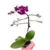 7 Pack Orchid 'Purple Fucshia Phalaenopsis' in 5in Pot - Live Tropical Houseplant - Easy to Grow | Variegated | USA Growers | The Snobby Leaf view 3