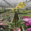 9 Pack Orchid 'Yellow Phalaenopsis' in 5in Pot - Live Tropical Houseplant - Easy to Grow | Variegated | USA Growers | The Snobby Leaf view 4