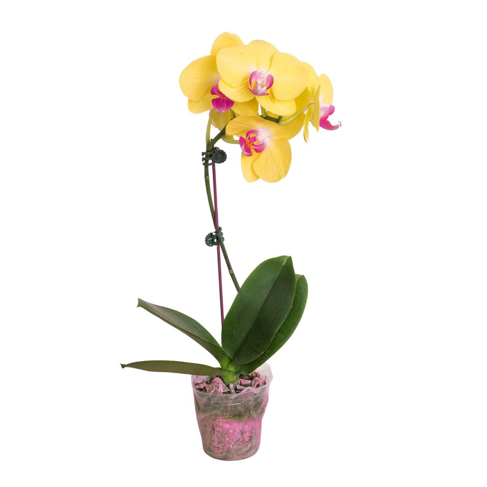 2 Pack Orchid 'Yellow Phalaenopsis' in 5in Pot - Live Tropical Houseplant - Easy to Grow | Variegated | USA Growers | The Snobby Leaf