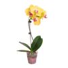 2 Pack Orchid 'Yellow Phalaenopsis' in 5in Pot - Live Tropical Houseplant - Easy to Grow | Variegated | USA Growers | The Snobby Leaf view 1