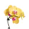 2 Pack Orchid 'Yellow Phalaenopsis' in 5in Pot - Live Tropical Houseplant - Easy to Grow | Variegated | USA Growers | The Snobby Leaf view 2