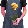 2 Pack Orchid 'Yellow Phalaenopsis' in 5in Pot - Live Tropical Houseplant - Easy to Grow | Variegated | USA Growers | The Snobby Leaf view 3