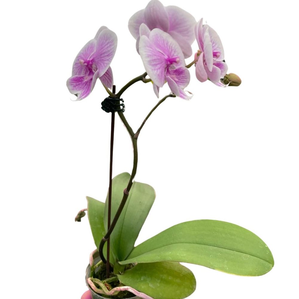 3 Pack Orchid 'Light Pink Phalaenopsis' in 3in Pot - Live Tropical Houseplant - Easy to Grow | Variegated | USA Growers | The Snobby Leaf