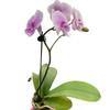3 Pack Orchid 'Light Pink Phalaenopsis' in 3in Pot - Live Tropical Houseplant - Easy to Grow | Variegated | USA Growers | The Snobby Leaf view 1