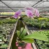 3 Pack Orchid 'Light Pink Phalaenopsis' in 3in Pot - Live Tropical Houseplant - Easy to Grow | Variegated | USA Growers | The Snobby Leaf view 2
