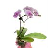 3 Pack Orchid 'Light Pink Phalaenopsis' in 3in Pot - Live Tropical Houseplant - Easy to Grow | Variegated | USA Growers | The Snobby Leaf view 3