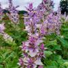 Clary Sage Essential Oil, Organic, Pure, Natural, 5 mL view 2