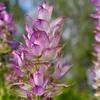 Clary Sage Essential Oil, Organic, Pure, Natural, 5 mL view 3