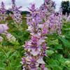 Clary Sage Essential Oil, Organic, Pure, Natural, 5 mL view 4