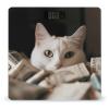 White Cat and Pile of Dollars Scale for Body Weight Digital Bathroom Scale Accurate Smart Weight Scales with Large Display Weighing Machine High Precision Scales view 1