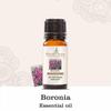 Boronia Absolute Essential Oil | 100% Pure, Undiluted & Natural | Therapeutic Grade Oils for Aromatherapy & Diffuser (100ML) view 2