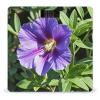 Purple Flower Scale for Body Weight Highly Accurate Digital Bathroom Body Scale Digital Bathroom Scales for People Anti-Slip Large LCD Display Smart Scales view 1