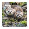 Ferrets Scale for Body Weight Highly Accurate Digital Bathroom Body Scale Digital Bathroom Scales for People Anti-Slip Large LCD Display Smart Scales view 1