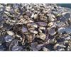 50 gm Raw Black Turmeric, Kali Haldi for Spiritual Narkachur Raw & Natural for Spiritual and Worships 500 Gram Pack view 3