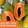 Cansy's Garden Chocolate Covered Papaya | Tropical Dried Papaya Coated in Smooth Dark Chocolate Vegan, Healthy On the Go Snack, Individually Packed, Naturally Sweet Treat in Giftable Box 1.4 oz view 4