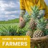 Cansy's Garden Soft Dried Pineapple Sweet & Tangy Tropical Fruit Snack, High in Fiber Vegan, Gluten-Free, Sealed Pouch Inside, for Smoothies, Yogurt, Desserts, On-the-Go Snack Pack 2.82 oz view 4