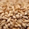 10LB Weyermann CARAFOAM German Malt - A specialty malt from Weyermann that adds body, foam retention, and beer stability view 1