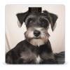 Cute Schnauzer Scale for Body Weight Highly Accurate Digital Bathroom Scale Sturdy Tempered Glass Weighing Scales with LCD Display Fashion Body Fat Smart Scales 400lb view 1