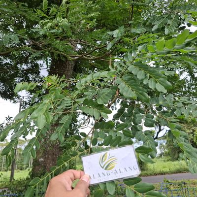 Daun Saga (Adenanthera pavonina) Red Sandalwood Dried Leaves (200 gram)