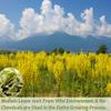 Premium Mullein Leaf Tea,100 Bags.for Respiratory Support and Lungs Cleanse detox, No Additives & Caffeine Free. view 2