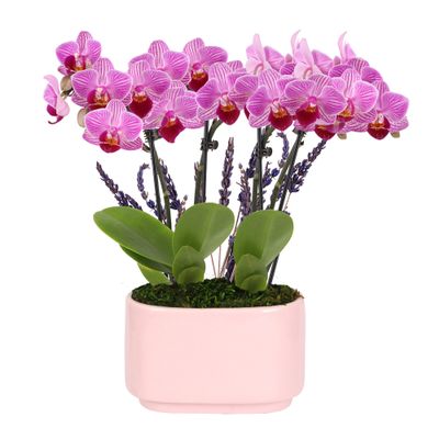 Green Circle Growers 4" Mini Pink Orchid Plant with Lavender Accent in Pink Ceramic Planter Live Indoor Flower, Easy Care Orchid, Gift Ready