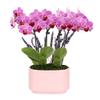 Green Circle Growers 4" Mini Pink Orchid Plant with Lavender Accent in Pink Ceramic Planter Live Indoor Flower, Easy Care Orchid, Gift Ready view 1