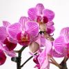 Green Circle Growers 4" Mini Pink Orchid Plant with Lavender Accent in Pink Ceramic Planter Live Indoor Flower, Easy Care Orchid, Gift Ready view 2